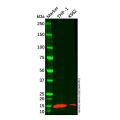 VAMP8/EDB Mouse mAb