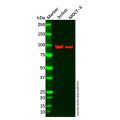 VAV1 Mouse mAb