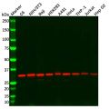 VDAC1/Porin Antibody