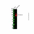 Recombinant VE Cadherin Antibody