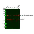 Recombinant VEGFD Antibody