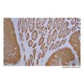Recombinant Villin Antibody