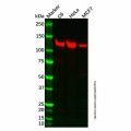 Recombinant Vinculin Antibody