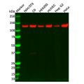 Recombinant Vinculin Antibody