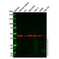 Viperin Antibody