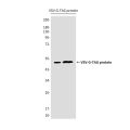 VSV-G tag Mouse mAb