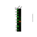 WIPI2 Antibody