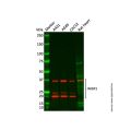 WISP1 Antibody