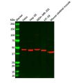 Wnt10b Antibody