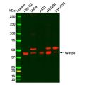 Recombinant Wnt5b Antibody