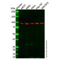 XAB2 Antibody