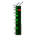 Recombinant Xanthine Oxidase Antibody