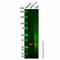 XRCC2 Antibody