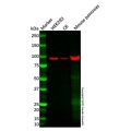 XYLT1 Antibody