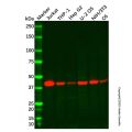 YKL-40/CHI3L1 Antibody