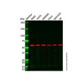 Recombinant YY1 Antibody