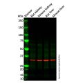 ZFP36L1 Antibody