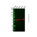 Recombinant ZIP Kinase Antibody