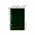 ZNHIT1 Antibody
