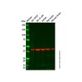 ZnT-3 Antibody