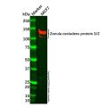 Recombinant Zonula occludens protein 3/ZO3 Antibody