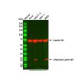 Lamin B1 Mouse mAb