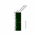 GST Tag Mouse mAb