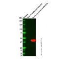 Sumo tag Mouse mAb