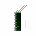 Myc tag Mouse mAb