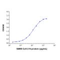 SARS CoV-2 N Protein Mouse mAb