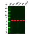 Vimentin Mouse mAb