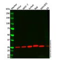 Bcl-2 Mouse mAb