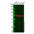 Hsp70 Mouse mAb