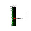 Cytokeratin 20 Mouse mAb