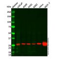 Hsp27 Mouse mAb