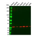 HMGB1 Mouse mAb