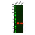 Nanog Mouse mAb