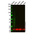 COX IV Mouse mAb