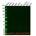 Histone H4 Mouse mAb