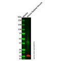 Parvalbumin Mouse mAb