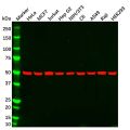 alpha Tubulin Mouse mAb