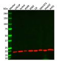 Cofilin Mouse mAb