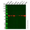 Hsp60 Mouse mAb