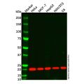 Cyclophilin B Mouse mAb