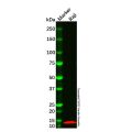 beta 2 Microglobulin Mouse mAb