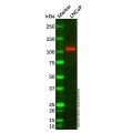 E-Cadherin Mouse mAb