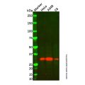 HO-1 Mouse mAb
