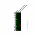 Myc tag Mouse mAb