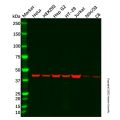 PGK1 Antibody