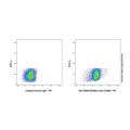 IGN523 (anti-CD98)